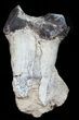 Fossil Brontotherium (Titanothere) Molar - South Dakota #50799-3